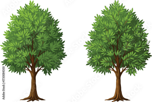 Two illustrated trees with different canopy shapes and leaf structures on white background, botanical vector for nature comparison and design use