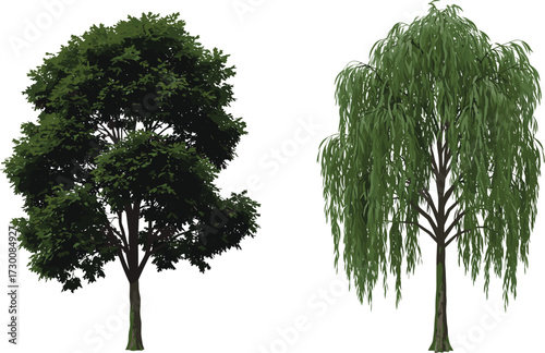 Two tree species with broad and drooping canopies on white background, botanical vector for morphology comparison and landscape design reference