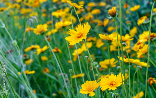 Coriopsis flower