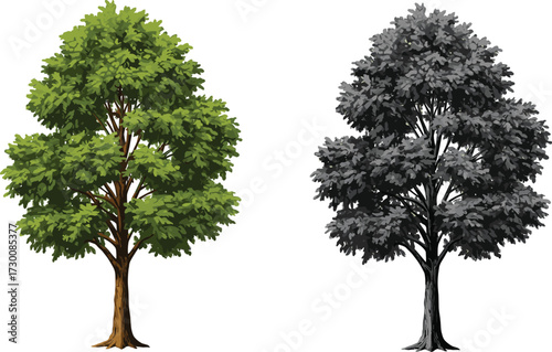 Two trees in color and grayscale, symbolizing life versus shadow, natural contrast, and environmental storytelling in vector silhouette illustration style