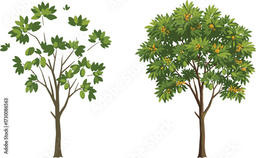 Two tropical fruit trees with contrasting foliage and fruit types, showcasing botanical diversity, seasonal abundance, and environmental storytelling in vector art