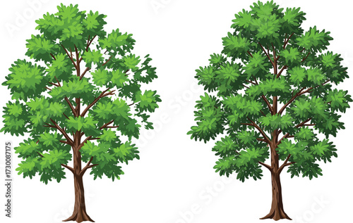 Vector illustration of two deciduous trees with light and dark green foliage, highlighting botanical contrast, canopy shape, and seasonal variation.