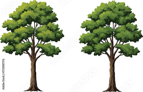 Vector illustration of two deciduous trees with realistic green foliage and branching structure, highlighting botanical contrast and canopy texture variation.