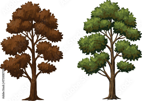 Vector illustration of two trees with brown and green foliage, showing seasonal contrast, canopy structure, and botanical diversity in nature.