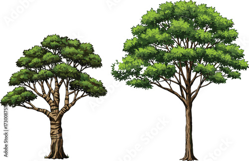 Vector illustration of two trees with contrasting trunk texture, canopy shape, and foliage density for botanical, seasonal, and educational themes.