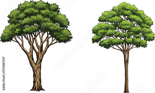 Vector illustration of two trees with contrasting trunk structure and canopy shape, highlighting botanical diversity and natural form comparison.