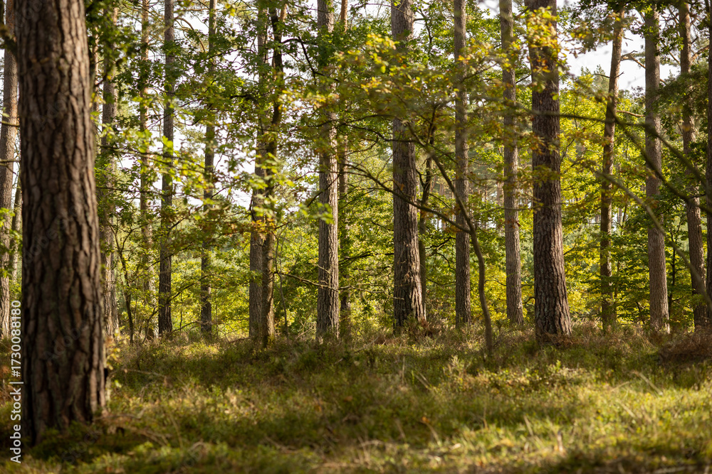 Fototapeta premium Lakeside Forest in Warm Afternoon Light. A view of tall trees along a lake, captured in warm, golden afternoon light. Strong vertical lines emphasize depth and create a natural rhythm within 