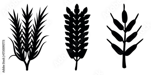 Vector Silhouette Set of Crops Wheat Corn and Rice Stalks