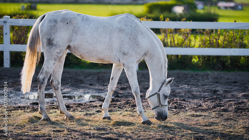 white horse eating grass