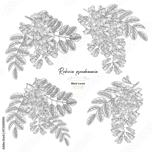 Acacia flowers and leaves set. Robinia pseudoacacia tree. Vector illustration botanical.