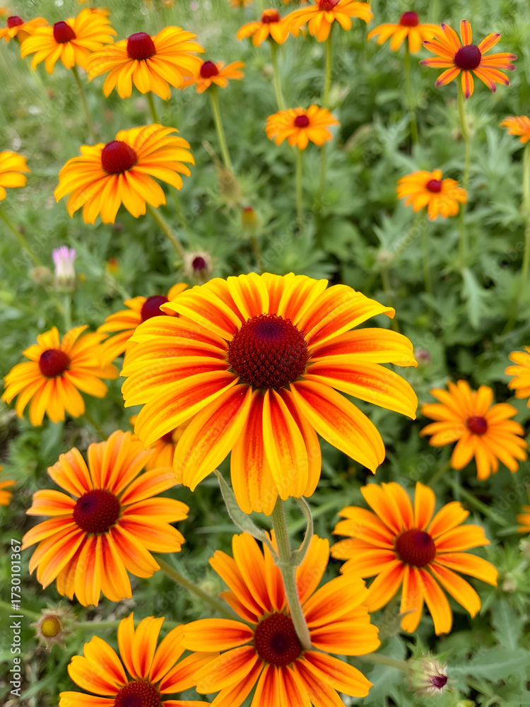 Fototapeta premium Common gaillardia or Gaillardia aristata or Common blanketflower or Blanketflower or Brown-eyed susan perennial wildflowers with yellow to reddish petals and flower head with center full of reddish pu