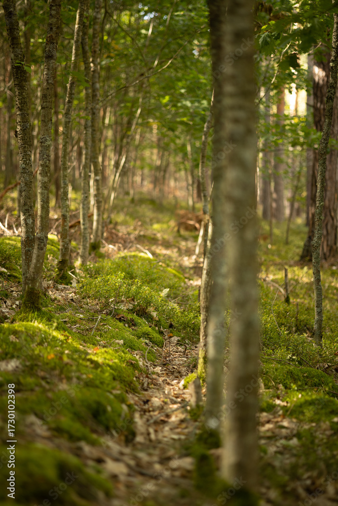 Obraz premium Deep Forest Perspective with Brown-Green Tones. Rows of trees create a strong sense of perspective. The brown and green color palette reflects early autumn in a quiet Polish forest.