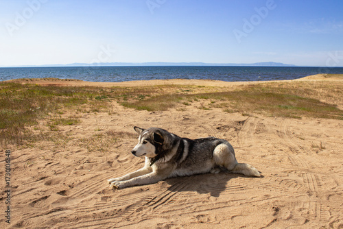 Adorable dog on the Baikal lake beach 
