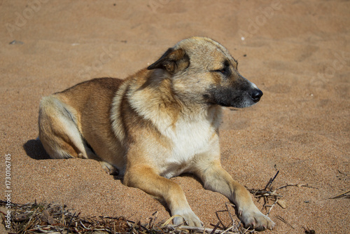 Adorable dog on the Baikal lake beach 