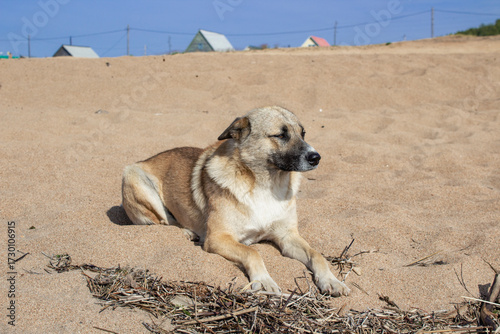 Adorable dog on the Baikal lake beach 