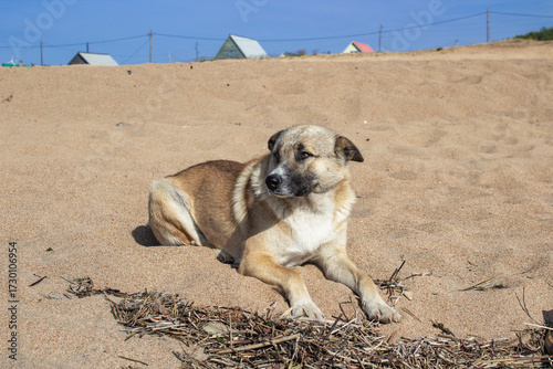 Adorable dog on the Baikal lake beach 