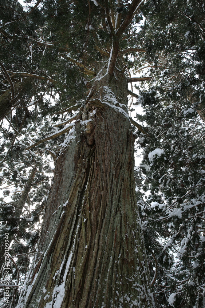 Fototapeta premium 雪神社