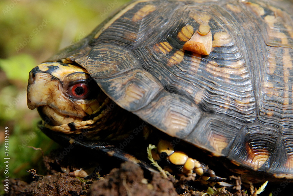 Obraz premium Eastern Box Turtle Close-up