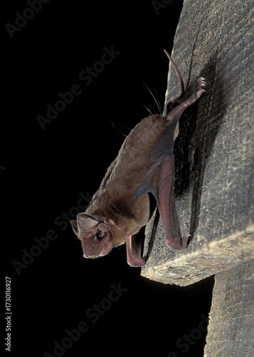 Pallas's Mastiff bat
