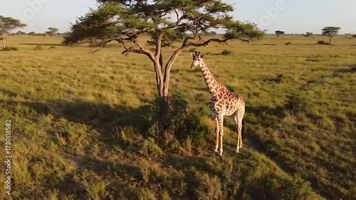 Aerial View of Giraffe Standing near Tree in Savannah Green Field Under Sky Animal Wildlife Nature Tanzania Drone Shot  Landscape Scenic Outdoors African Safari. Footage