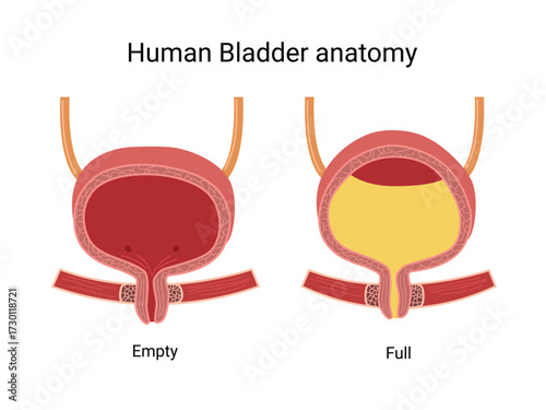 Empty and full Urinary Bladder. Human Bladder muscles contract while the sphincter relaxes. Medical illustration
