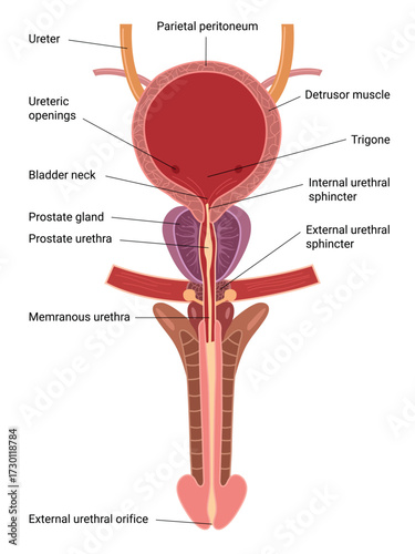 Human Bladder Anatomy. Male urinary Bladder. Vector medical illustration  
