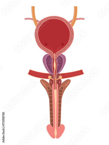 Human Bladder Anatomy. Male urinary Bladder. Vector medical illustration  

