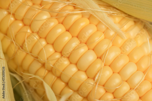 yellow grains covered with mold on a corn cob due to improper storage, spoiled sweet corn cobs with ripe yellow grains, violation of the rules and conditions of food storage