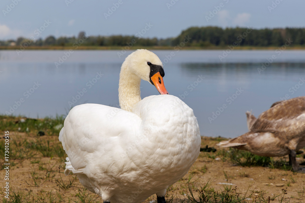 Obraz premium Mute Swan Preening with Cygnets Nearby