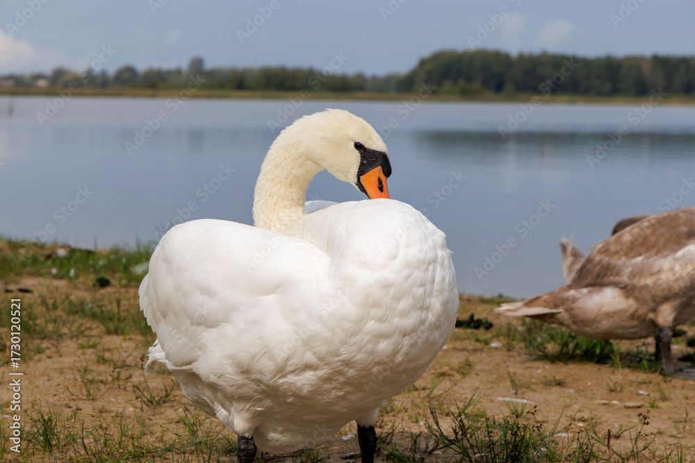 Fototapeta premium White Swan with Bent Neck Preening