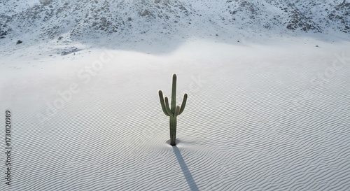 Stunning saguaro cactus standing tall against snowy dunes, a beautiful contrast of desert life and winter landscape, perfect for travel and adventure themes