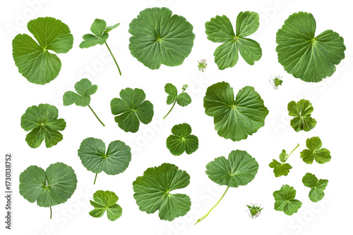Blooming Geranium with Leaf isolated on transparent background