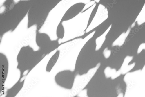 Abstract natural tree branch leaves shadow on white wall background