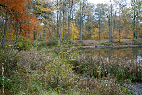 La mare aux Evées, Massif de la forêt de Fontainebleu, 77, Seine et Marne , France