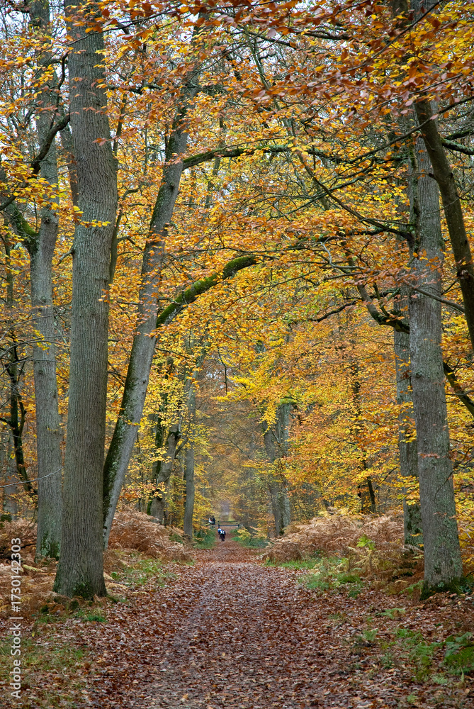 Obraz premium Massif de la forêt de Fontainebleu, 77, Seine et Marne , France