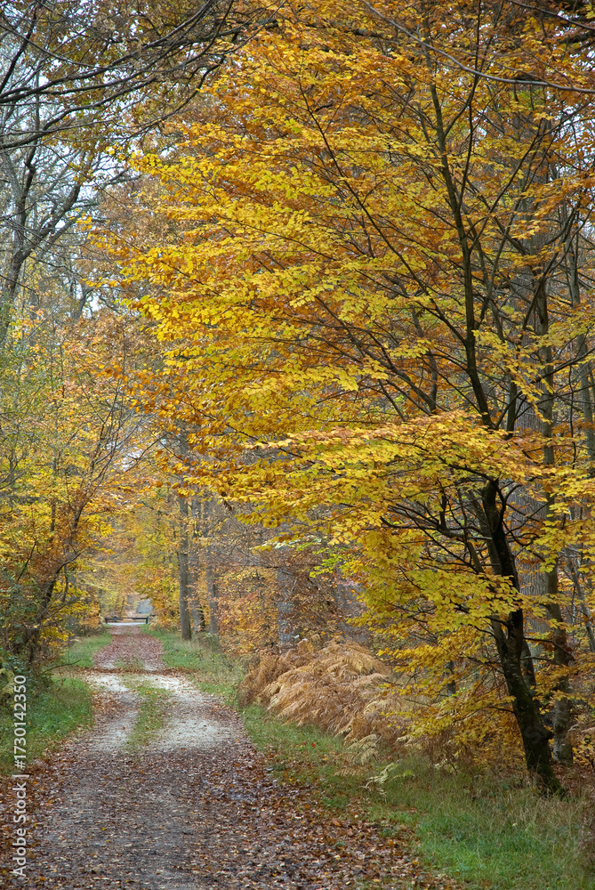 Obraz premium Massif de la forêt de Fontainebleu, 77, Seine et Marne , France