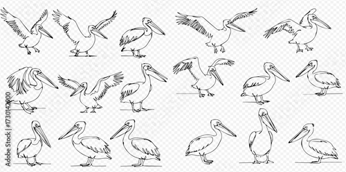 A collection of hand-drawn pelican illustrations, showcasing the birds in various dynamic poses like standing, walking, and flapping their wings.