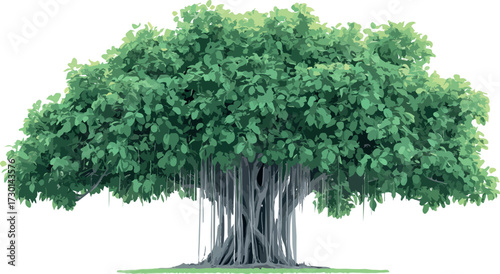 Majestic banyan tree with aerial roots and lush green foliage isolated on white background
