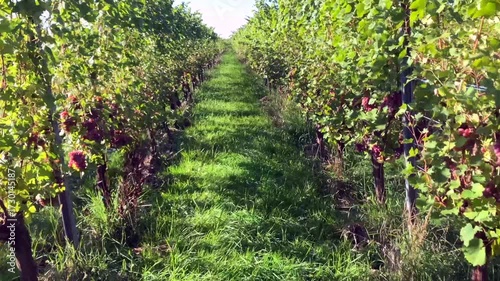 Grapes Across Alsace Vineyards