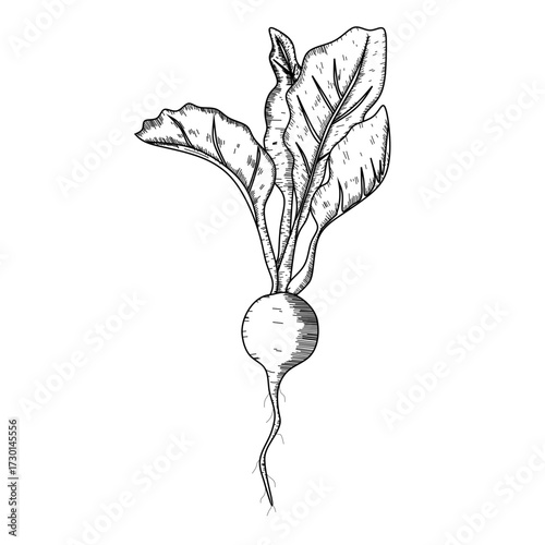 radish