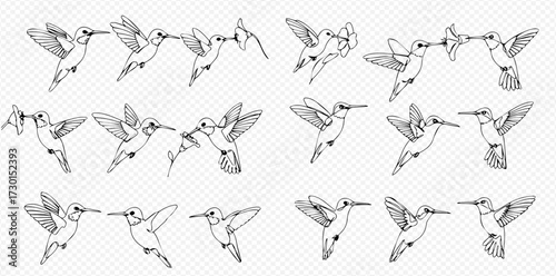 A collection of hand-drawn hummingbird illustrations showing various flight patterns, hovering, and interacting with each other.