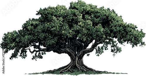 Majestic ancient banyan tree with sprawling branches and exposed roots on a white background