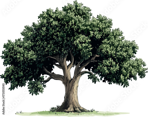 Majestic ancient oak tree with lush green foliage and sturdy trunk isolated on white background