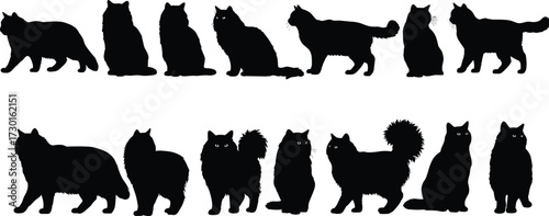 Long haired cat silhouettes collection, fluffy feline poses, sitting walking standing Persian Maine Coon vector illustration, black pet animal artwork design
