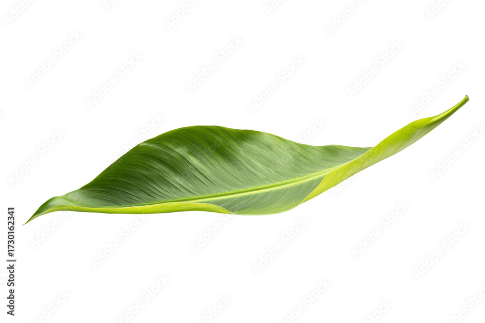 Obraz premium Tropical Palm Frond isolated on transparent background