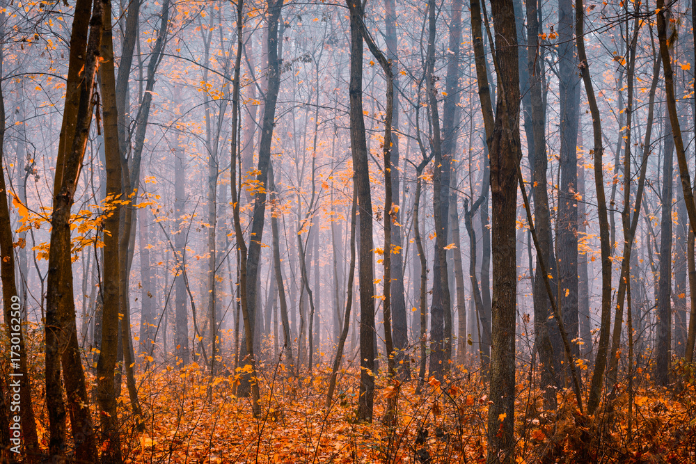 Obraz premium Atmospheric, beautiful forest on a foggy autumn day. Fairy, autumnal, mysterious forest trees with yellow leaves.