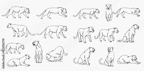 A detailed set of black line art illustrations depicting a panther in multiple poses and actions.