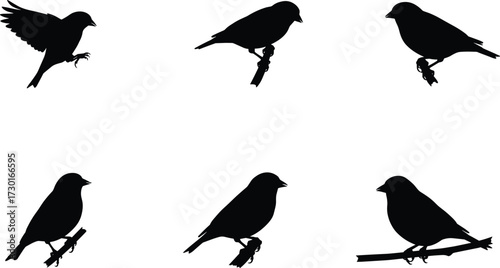 Collection of six bird silhouette vector illustrations showing perched and flying poses, perfect for wildlife, decorative nature, and creative design projects.