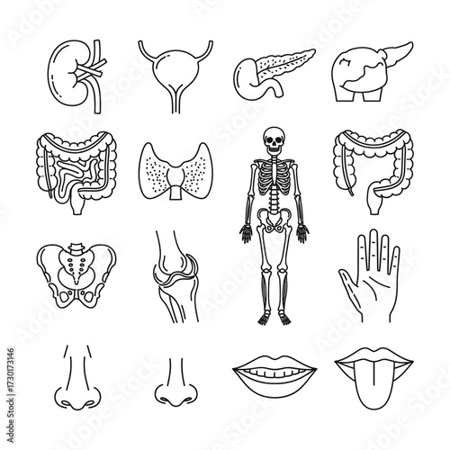 Collection of human internal organ and body part line art icons for medical illustration