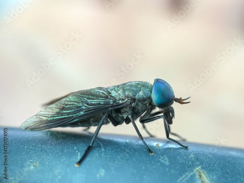 Close up of horse flies (Tabanidae), horse flies perch on tree branches